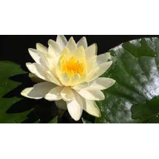 ЛАТАТТЯ, НІМФЕЯ “ДЕНВЕР“ (відросток з голим корінням)