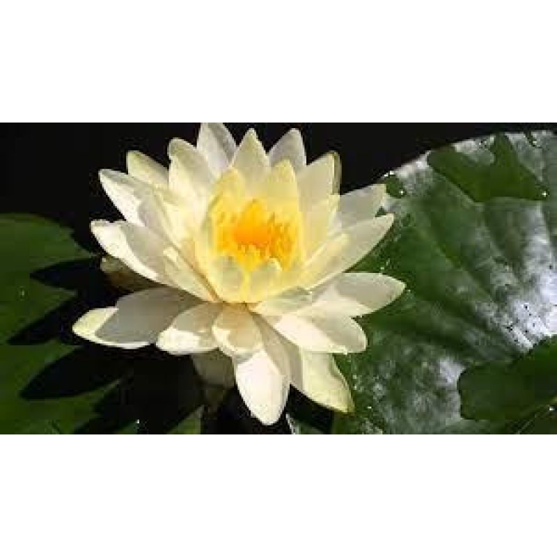 ЛАТАТТЯ, НІМФЕЯ “ДЕНВЕР“ (відросток з голим корінням)