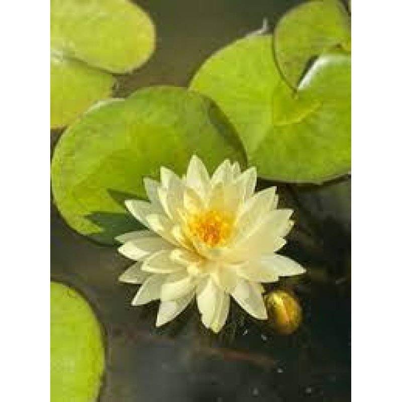 ЛАТАТТЯ, НІМФЕЯ “ДЕНВЕР (дорослий кущ в сітчастому горщику)