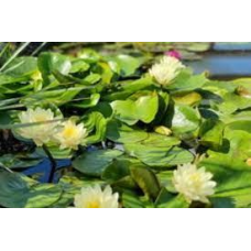 ЛАТАТТЯ, НІМФЕЯ “ДЕНВЕР“ (великий кущ у сітчастому горщику)