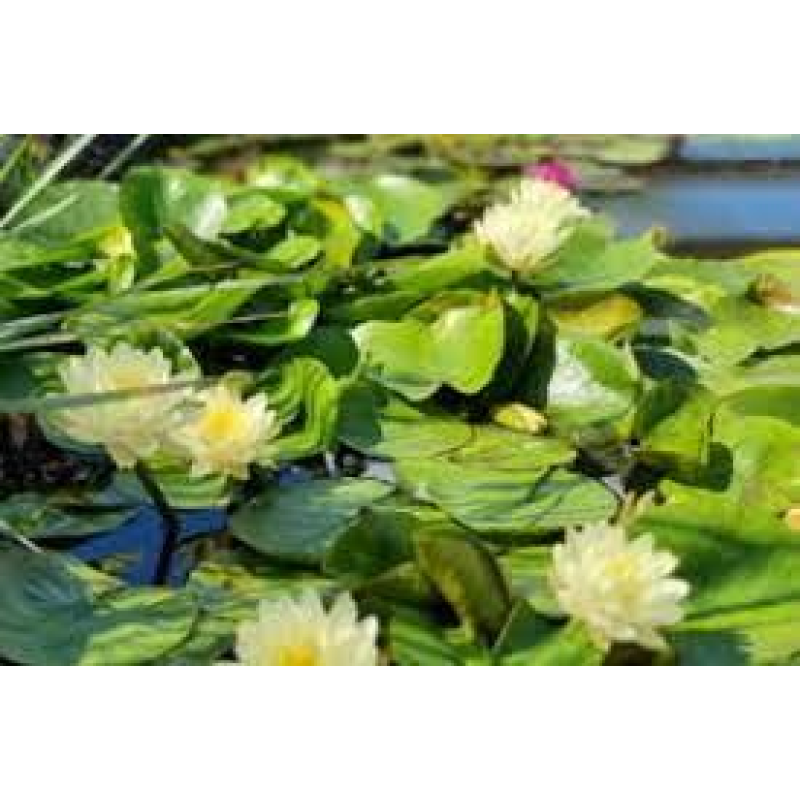 ЛАТАТТЯ, НІМФЕЯ “ДЕНВЕР“ (великий кущ у сітчастому горщику)