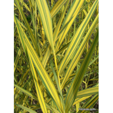 ТРОСТИНА АВСТРАЛІЙСЬКА СМУГАСТА ВАРІЄГАТНА - рослина для міні ставка, водної клумби, ставочка у вазоні