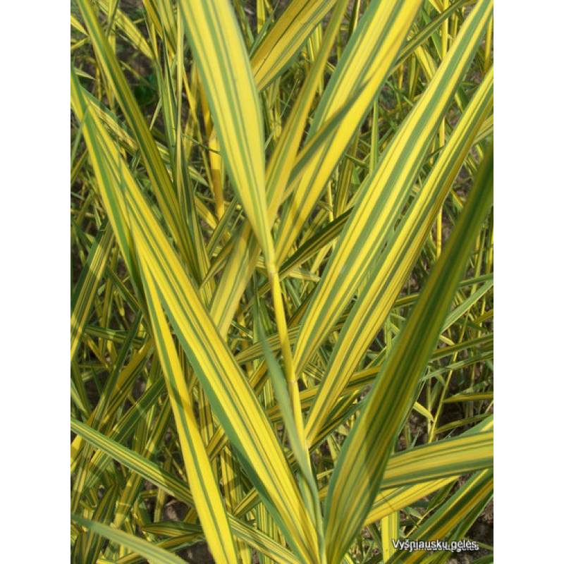 ТРОСТИНА АВСТРАЛІЙСЬКА СМУГАСТА ВАРІЄГАТНА - рослина для міні ставка, водної клумби, ставочка у вазоні