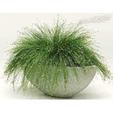 ІЗОЛЕПІС, ОЧЕРЕТ КІМНАТНИЙ- рослина для міні ставка, водної клумби, ставочка у вазоні