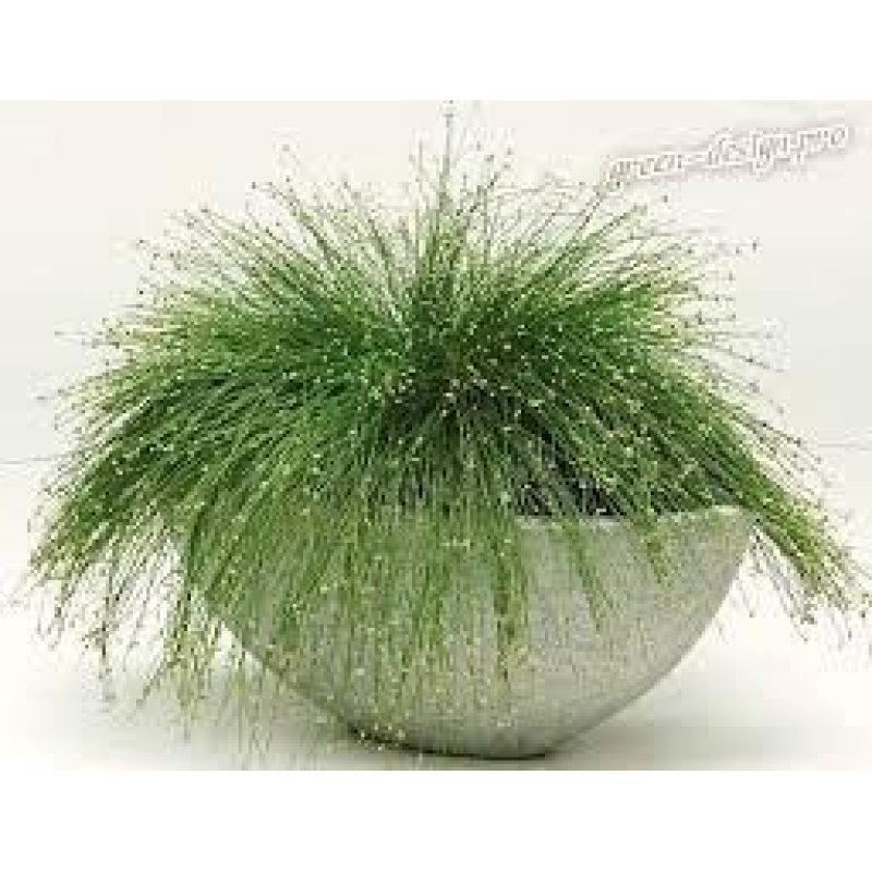 ІЗОЛЕПІС, ОЧЕРЕТ КІМНАТНИЙ- рослина для міні ставка, водної клумби, ставочка у вазоні