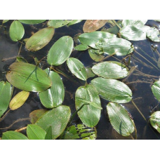 РДЕСТ ПЛАВАЮЧИЙ - рослина для міні ставка, водної клумби, ставочка у вазоні