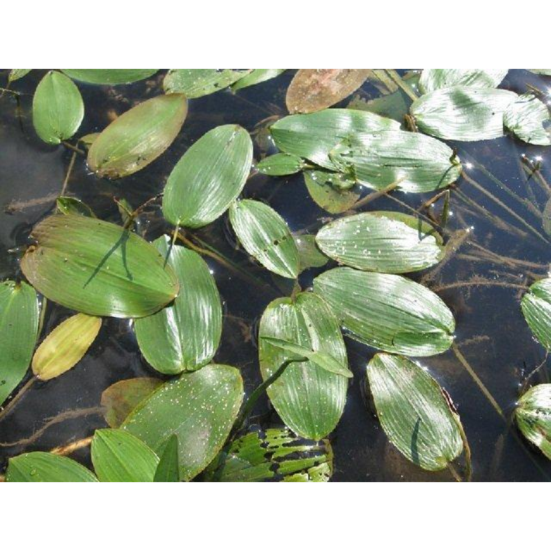 РДЕСТ ПЛАВАЮЧИЙ - рослина для міні ставка, водної клумби, ставочка у вазоні