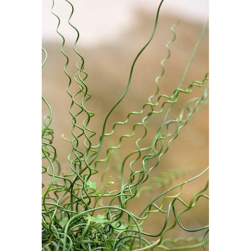 СИТНИК СПІРАЛЬНИЙ, ЮНКУС - рослина для міні ставка, водної клумби, ставочка у вазоні