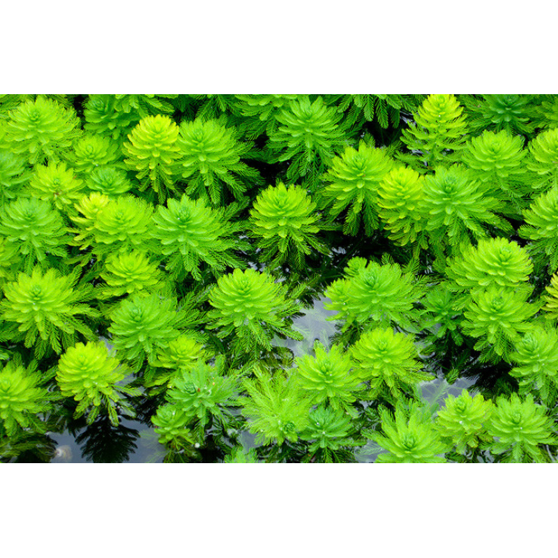 УРУТЬ ХВІСТНИКОВА, ПЕРИСТОЛИСТНИК - рослина для міні ставка, водної клумби, ставочка у вазоні