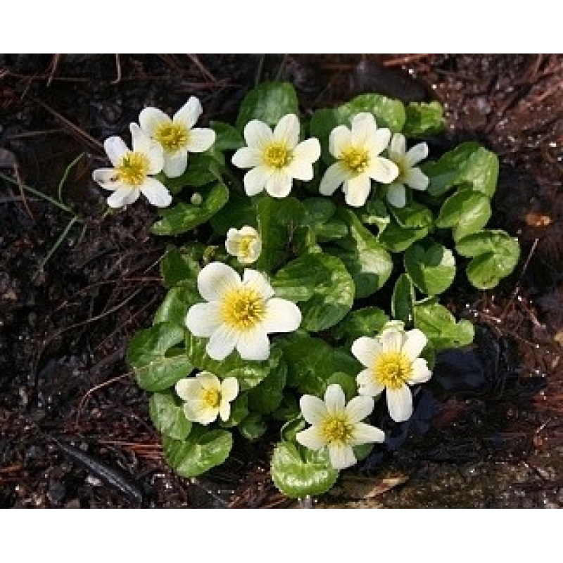 КАЛЮЖНИЦЯ БОЛОТЯНА БІЛА ALBA  - рослина для міні ставка, водної клумби, ставочка у вазоні