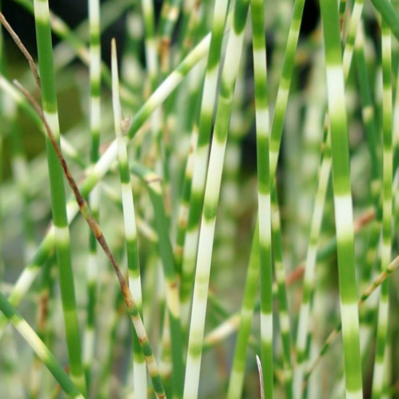 ОЧЕРЕТ ОЗЕРНИЙ СМУГАСТИЙ ЗЕБРИНА - рослина для міні ставка, водної клумби, ставочка у вазоні