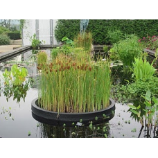 РОГІЗ МІНІАТЮРНИЙ MINIMA  - рослина для міні ставка, водної клумби, ставочка у вазоні