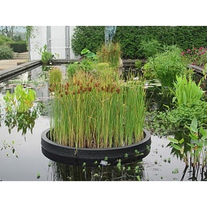 РОГІЗ МІНІАТЮРНИЙ MINIMA  - рослина для міні ставка, водної клумби, ставочка у вазоні