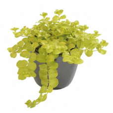 ВЕРБІЙНИК МОНЕТЧАСТИЙ ЗОЛОТИСТИЙ AUREUM - рослина для міні ставка, водної клумби, ставочка у вазоні