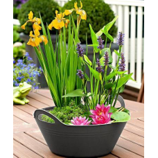 ЛАТАТТЯ, НІМФЕЯ “ЧЕРВОНА МІНІ“ - рослина для міні ставка, водної клумби, ставочка у вазоні