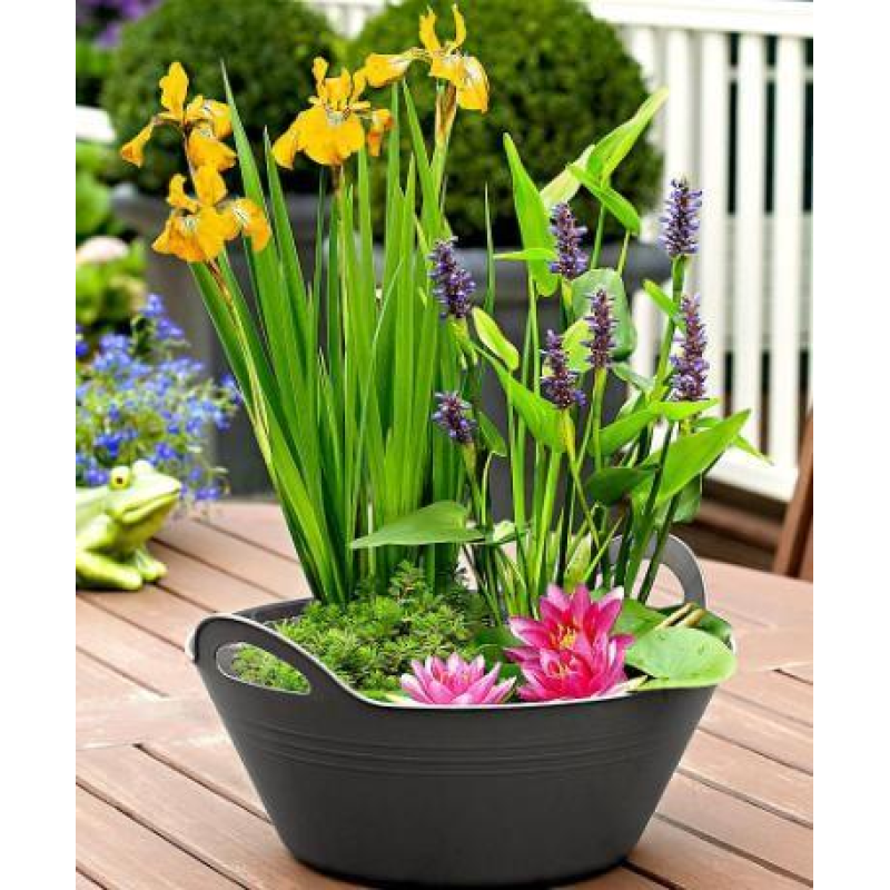 ЛАТАТТЯ, НІМФЕЯ “ЧЕРВОНА МІНІ“ - рослина для міні ставка, водної клумби, ставочка у вазоні