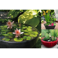 ЛАТАТТЯ, НІМФЕЯ “ПОМАРАНЧЕВА МІНІ“ - рослина для міні ставка, водної клумби, ставочка у вазоні
