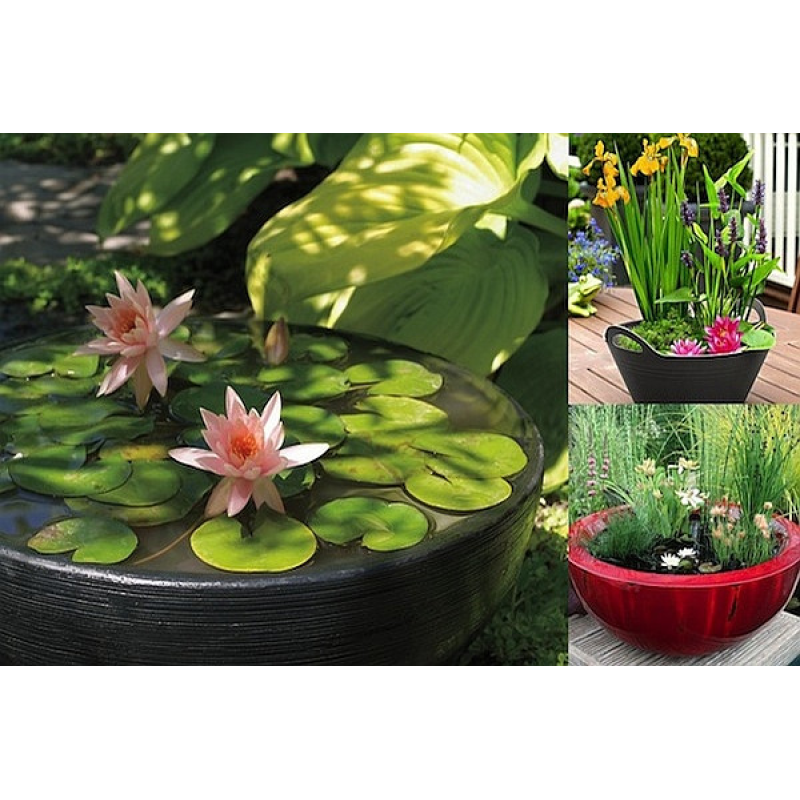 ЛАТАТТЯ, НІМФЕЯ “ПОМАРАНЧЕВА МІНІ“ - рослина для міні ставка, водної клумби, ставочка у вазоні