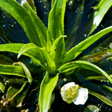 ТІЛОРІЗ ЗВИЧАЙНИЙ, ВОДНЕ АЛОЕ - рослина для міні ставку, водної клумби, ставочка у вазоні