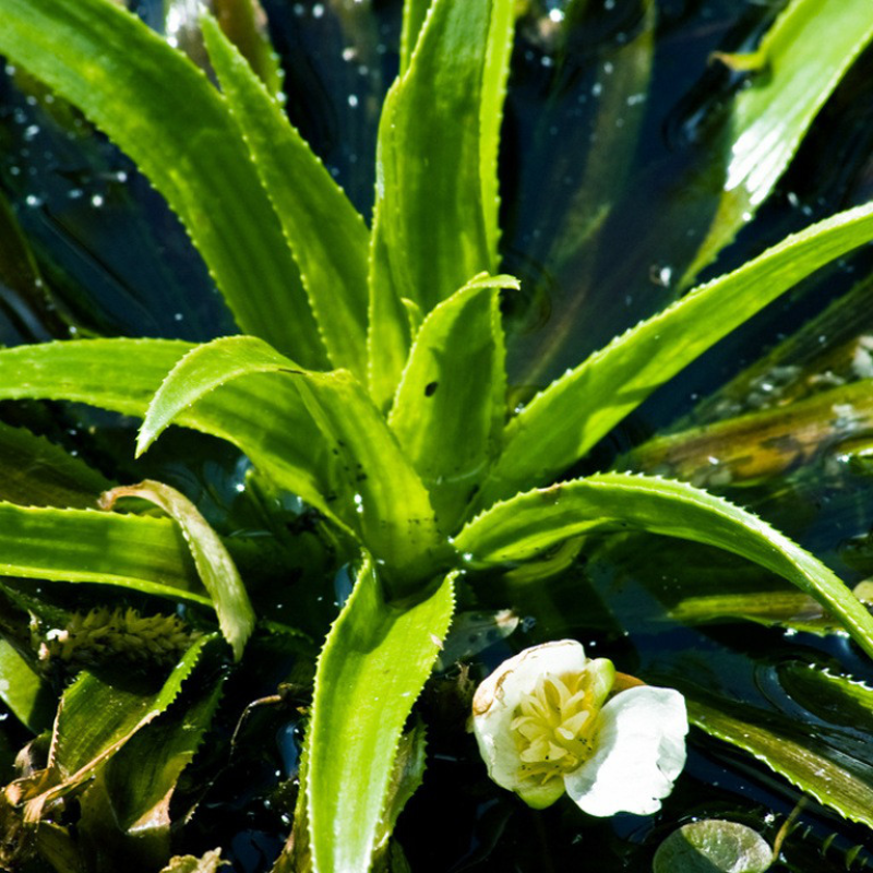 ТІЛОРІЗ ЗВИЧАЙНИЙ, ВОДНЕ АЛОЕ - рослина для міні ставку, водної клумби, ставочка у вазоні