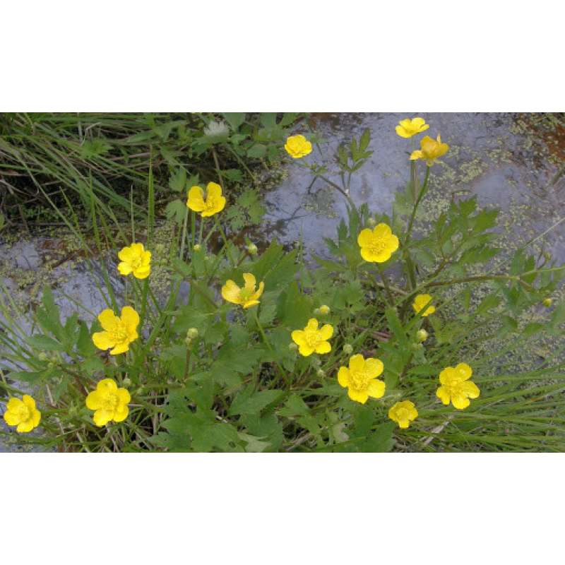 ЛЮТИК, ЖОВТЕЦЬ ПОВЗУЧИЙ, РАНУНКУЛЮС - рослина для міні ставка, водної клумби, ставочка у вазоні