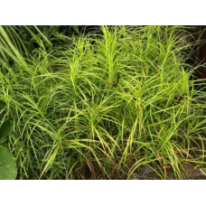 ОСОКА ПАЛЬМОЛИСТА ВАРІЄГАТНА - рослина для міні ставка, водної клумби, ставочка у вазоні