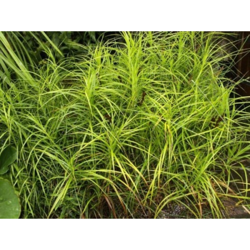 ОСОКА ПАЛЬМОЛИСТА ВАРІЄГАТНА - рослина для міні ставка, водної клумби, ставочка у вазоні