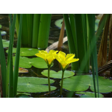 НІМФЕЙНИК ЩІТОЛИСТНИЙ, БОЛОТЯНИК - рослина для міні ставка, водної клумби, ставочка у вазоні