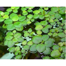 ЛІМНОБІУМ ГУБЧАСТИЙ - рослина для міні ставка, водної клумби, ставочка у вазоні