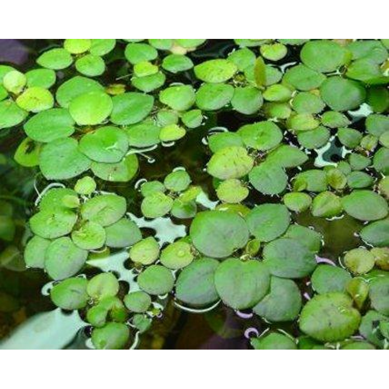 ЛІМНОБІУМ ГУБЧАСТИЙ - рослина для міні ставка, водної клумби, ставочка у вазоні