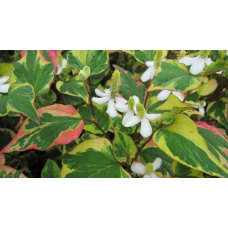 ХАУТТЮЙНІЯ ХАМЕЛЕОН - рослина для міні ставка, водної клумби, ставочка у вазоні