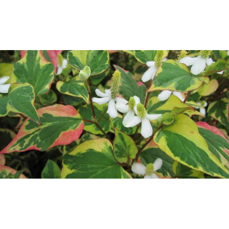 ХАУТТЮЙНІЯ ХАМЕЛЕОН - рослина для міні ставка, водної клумби, ставочка у вазоні