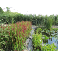 ІМПЕРАТА ЦИЛІНДРІЧНА - рослина для міні ставка, водної клумби, ставочка у вазоні