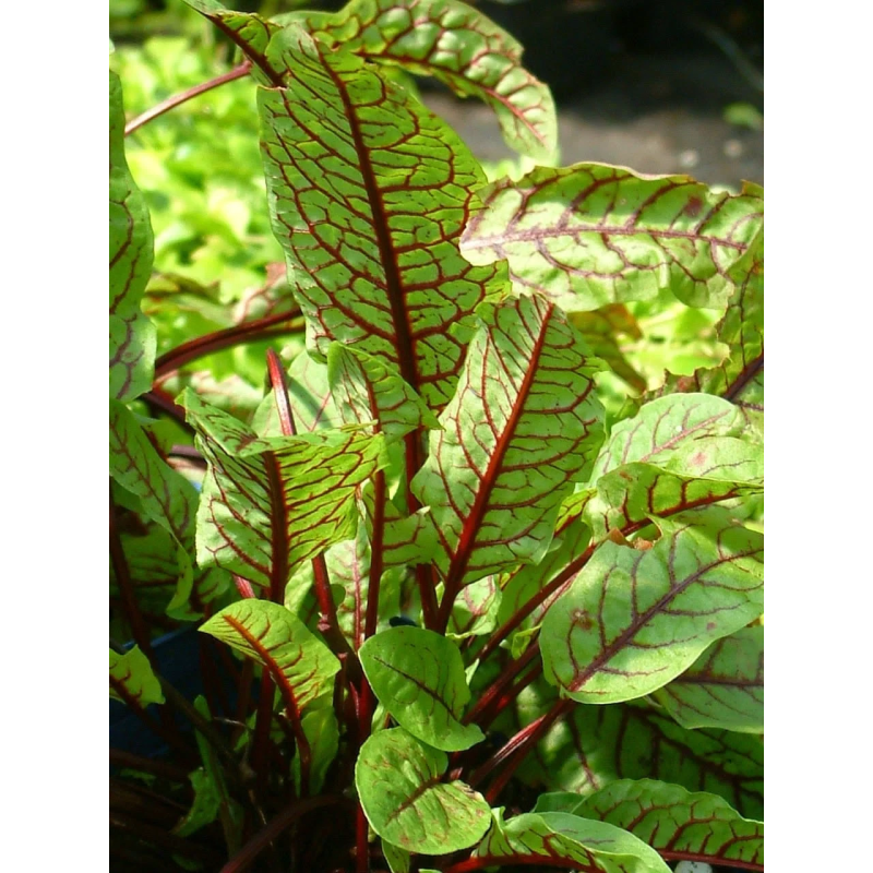 ЩАВЕЛЬ ДЕКОРАТИВНИЙ ВАРІЄГАТНИЙ - рослина для міні ставка, водної клумби, ставочка у вазоні