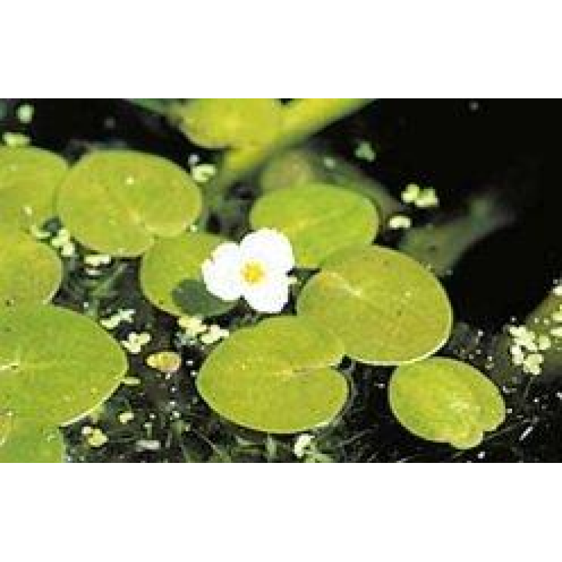 ВОДОКРАС, ЛЯГУШЕЧНИК - рослина для міні ставка, водної клумби, ставочка у вазоні