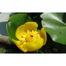 КУБИШКА ЖОВТА (відросток з голим корінням)