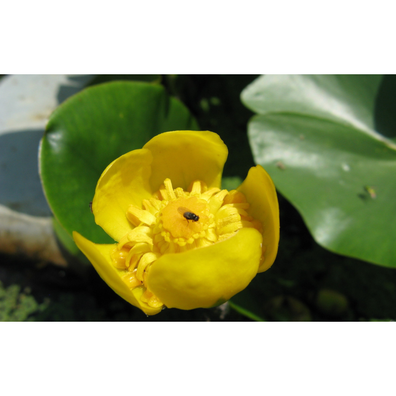 КУБИШКА ЖОВТА (відросток з голим корінням)