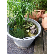 ЦИПЕРУС, СИТЬ - рослина для міні ставка, водної клумби, ставочка у вазоні