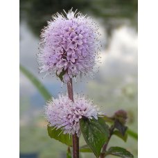 М“ЯТА ВОДЯНА - рослина для міні ставка, водної клумби, ставочка у вазоні