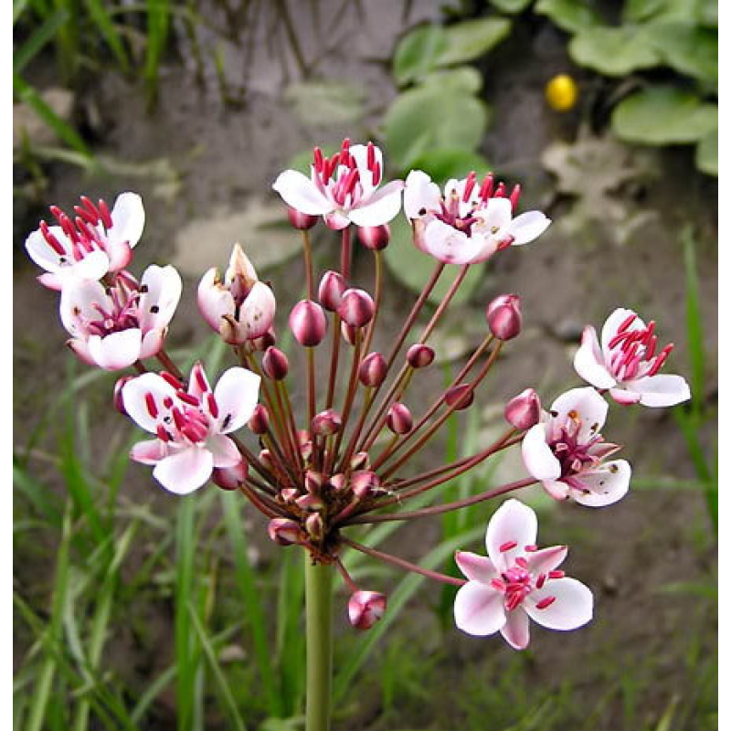 СУСАК ЗВИЧАЙНИЙ - рослина для міні ставка, водної клумби, ставочка у вазоні