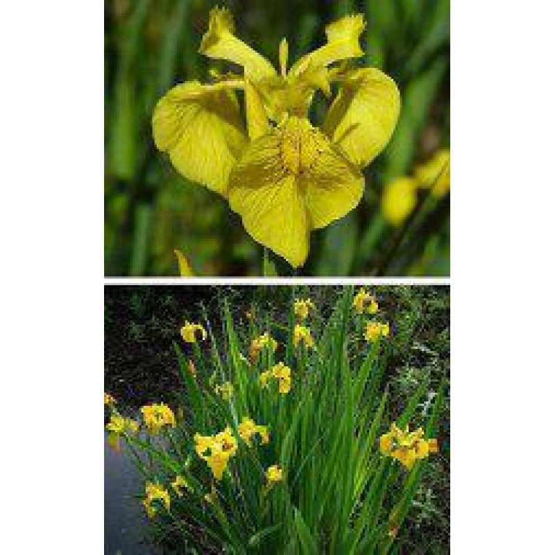 ІРИС БОЛОТЯНИЙ ЖОВТИЙ, ВОДЯНИЙ ПІВНИК - рослина для міні ставка, водної клумби, ставочка у вазоні