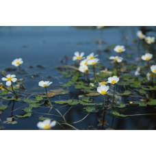 ЖОВТЕЦЬ, ЛЮТИК ВОДНИЙ - растение для мини пруда, водной клумбы, прудика в вазоне