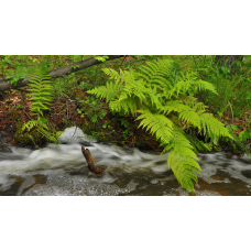 ПАПОРОТЬ БОЛОТЯНА - рослина для міні ставку, водної клумби, ставочка у вазоні