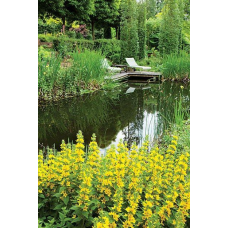 ВЕРБІЙНИК ЗВИЧАЙНИЙ, РАННИК, ЛІЗІМАХІЯ  - рослина для міні ставку, водної клумби, ставочка у вазоні