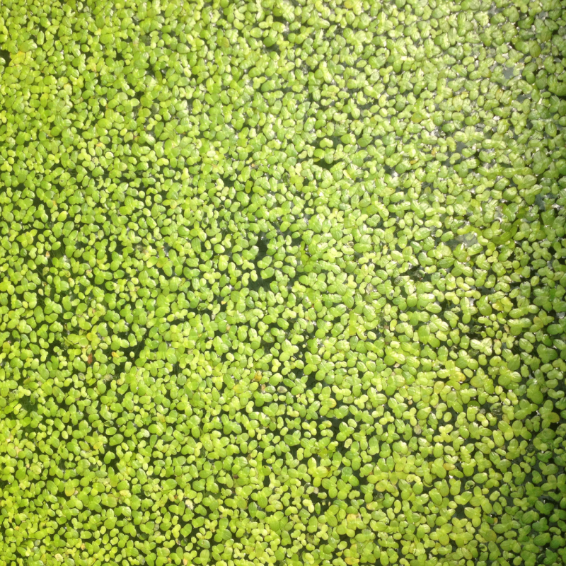 РЯСКА, КАЧИНА ТРАВА (об“єм 0.5 л)