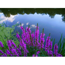 ДЕРЕВІЙ ІВОЛІСТИЙ - рослина для міні ставку, водної клумби, ставочка у вазоні