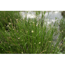 БОЛОТНИЦЯ БОЛОТЯНА, СІТНЯГ- рослина для міні ставку, водної клумби, ставочка у вазоні