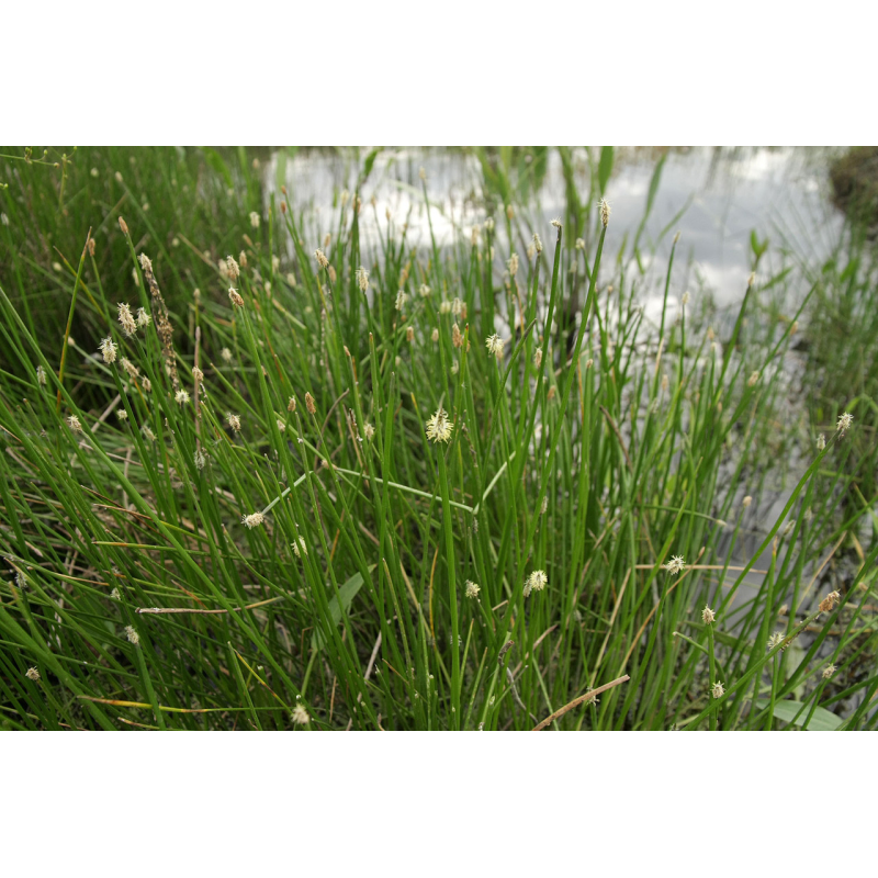 БОЛОТНИЦЯ БОЛОТЯНА, СІТНЯГ- рослина для міні ставку, водної клумби, ставочка у вазоні