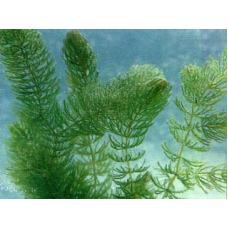 КУШИР, ОКСИГЕНЕРАТОР (доросла рослина з голим корінням)