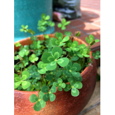 ВОДЯНИЙ КЛЕВЕР, МАРСІЛЕЯ - рослина для міні ставку, водної клумби, ставочка у вазоні